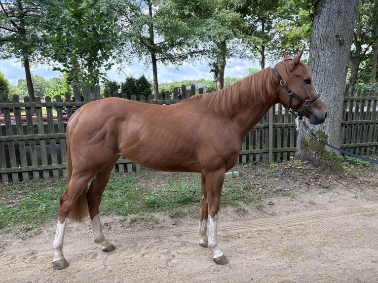 Purosangue inglese Castrone 3 Anni 160 cm Sauro in KrefeldKrefeld