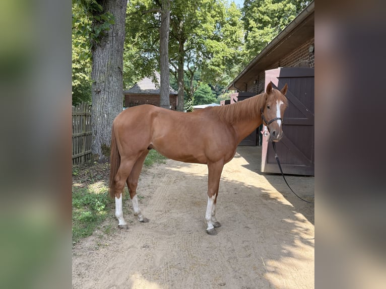 Purosangue inglese Castrone 3 Anni 160 cm Sauro in KrefeldKrefeld
