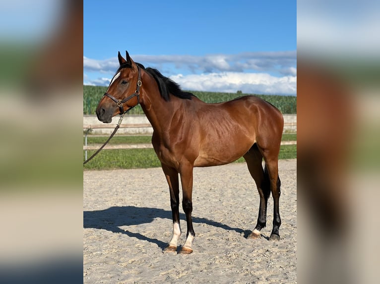 Purosangue inglese Castrone 3 Anni 165 cm Baio ciliegia in Wolxheim