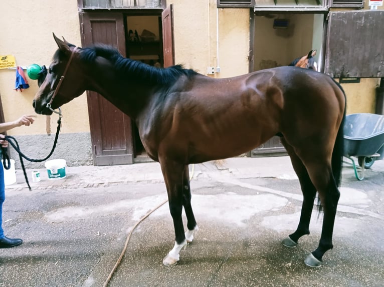 Purosangue inglese Castrone 3 Anni Baio in Milano