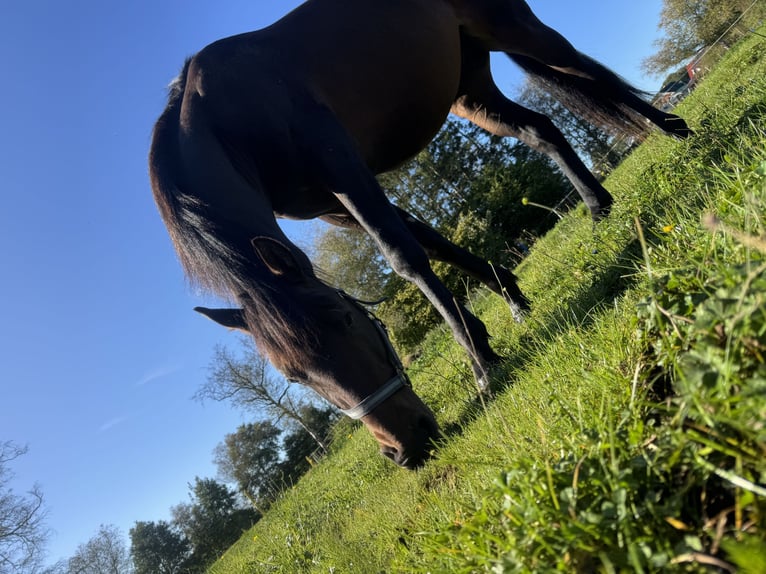 Purosangue inglese Mix Castrone 4 Anni 155 cm Baio scuro in Bösel