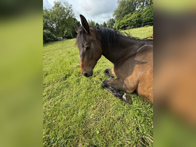 Purosangue inglese Mix Castrone 4 Anni 155 cm Baio scuro in Bösel