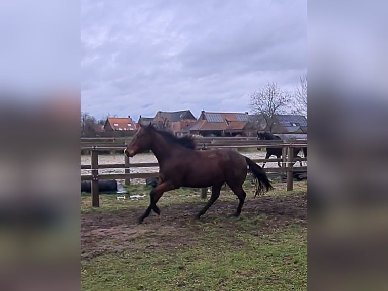 Purosangue inglese Castrone 4 Anni 160 cm Baio in Meerdonk