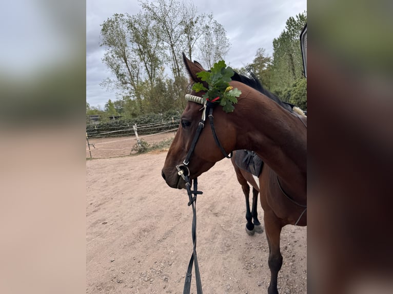 Purosangue inglese Castrone 4 Anni 160 cm Baio in Zweibrücken