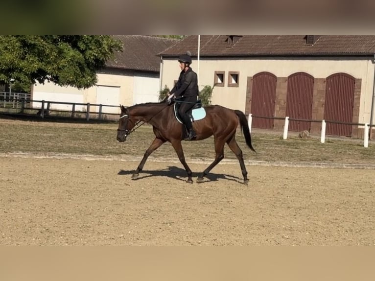 Purosangue inglese Castrone 4 Anni 160 cm Baio in Zweibrücken