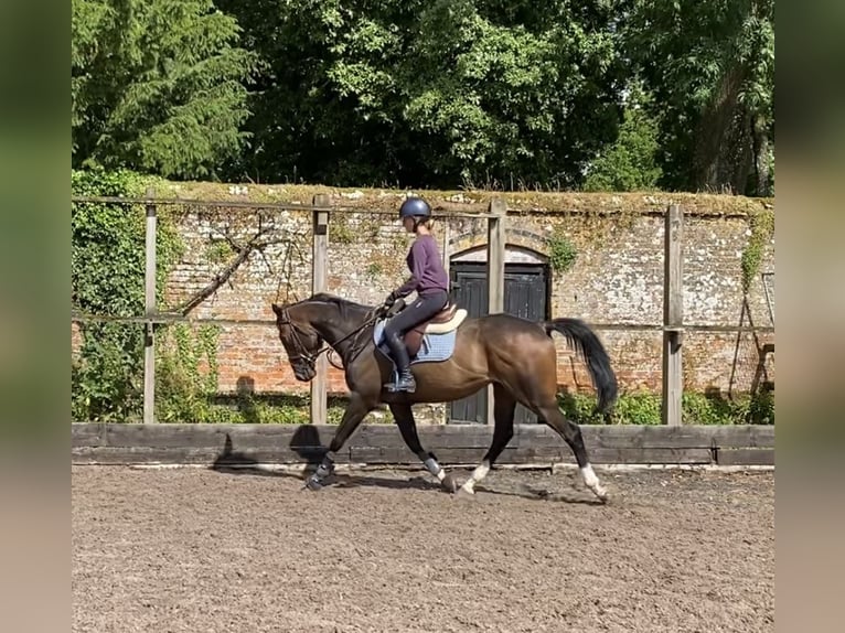 Purosangue inglese Castrone 4 Anni 160 cm Baio scuro in Tunworth