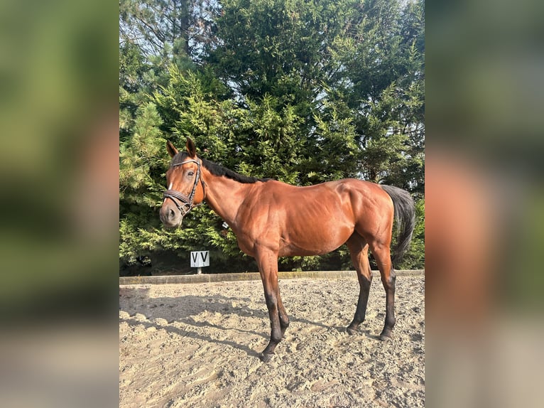 Purosangue inglese Castrone 4 Anni 160 cm Baio scuro in Kasterlee