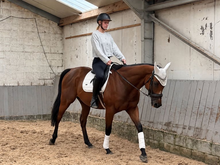 Purosangue inglese Castrone 4 Anni 160 cm Baio scuro in Kasterlee
