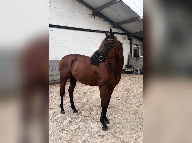 Purosangue inglese Castrone 4 Anni 160 cm Baio scuro in Kasterlee
