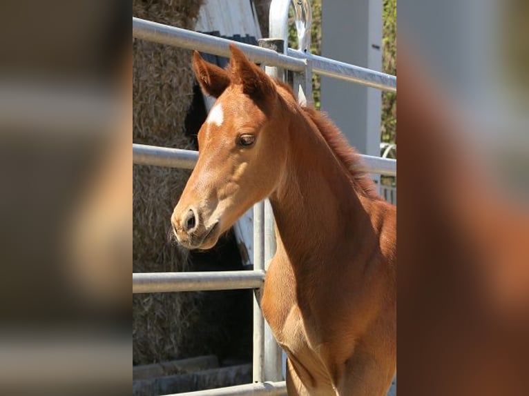 Purosangue inglese Castrone 4 Anni 160 cm Sauro in G&#xFC;nzburg