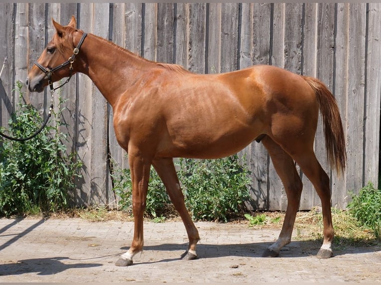 Purosangue inglese Castrone 4 Anni 160 cm Sauro in G&#xFC;nzburg