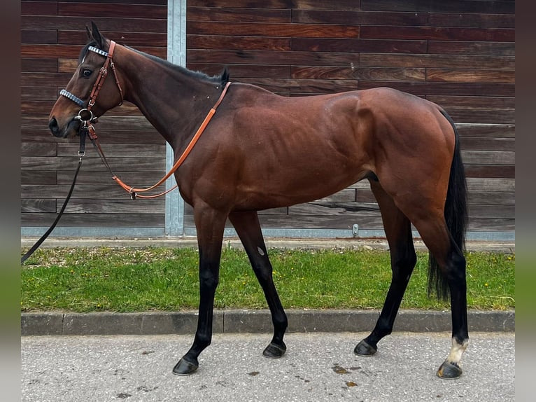 Purosangue inglese Castrone 4 Anni 162 cm Baio in Köln