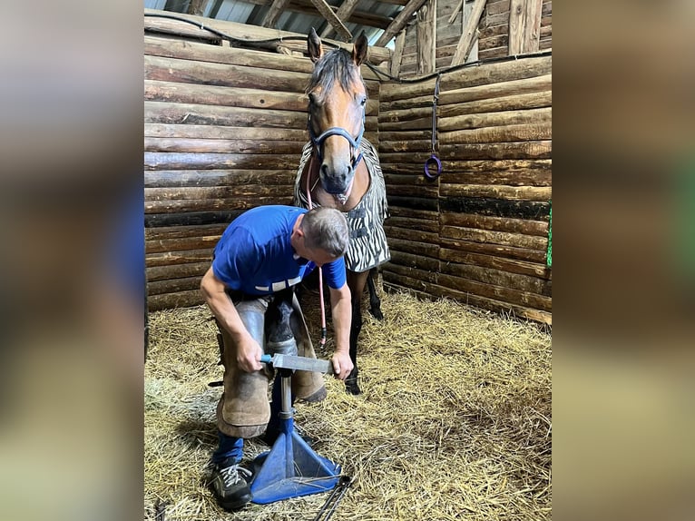 Purosangue inglese Castrone 4 Anni 163 cm Baio in TONNOY