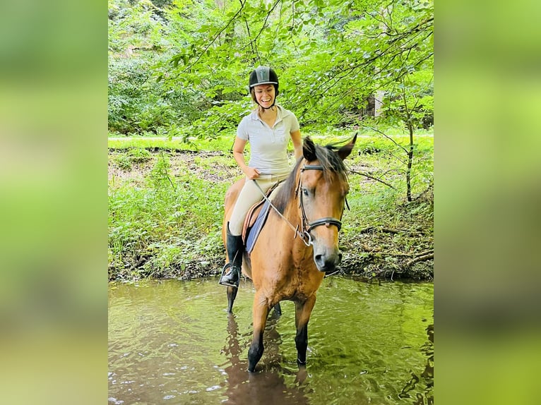 Purosangue inglese Castrone 4 Anni 163 cm Baio in TONNOY