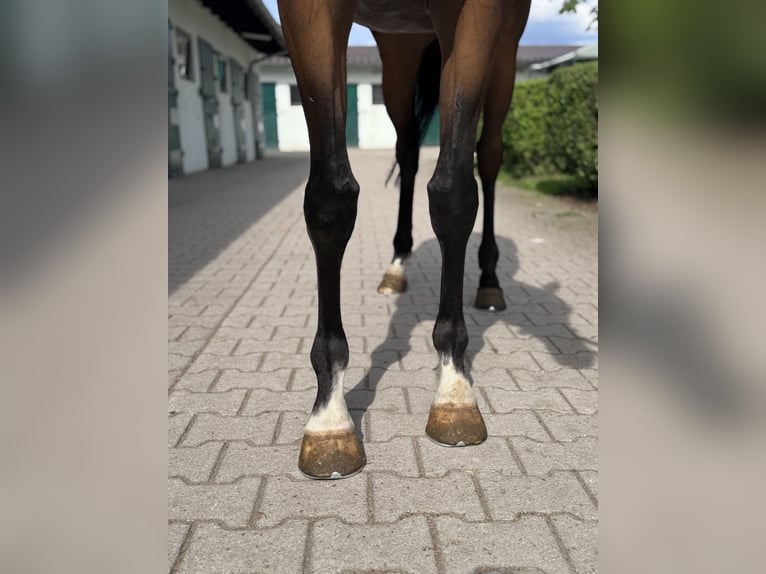 Purosangue inglese Castrone 4 Anni 163 cm Baio in IffezheimI