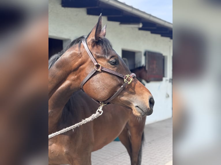 Purosangue inglese Castrone 4 Anni 163 cm Baio in IffezheimI