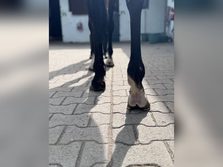 Purosangue inglese Castrone 4 Anni 163 cm Baio in IffezheimI