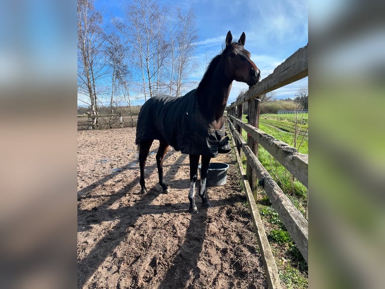 Purosangue inglese Castrone 4 Anni 163 cm Baio scuro in Iffezheim