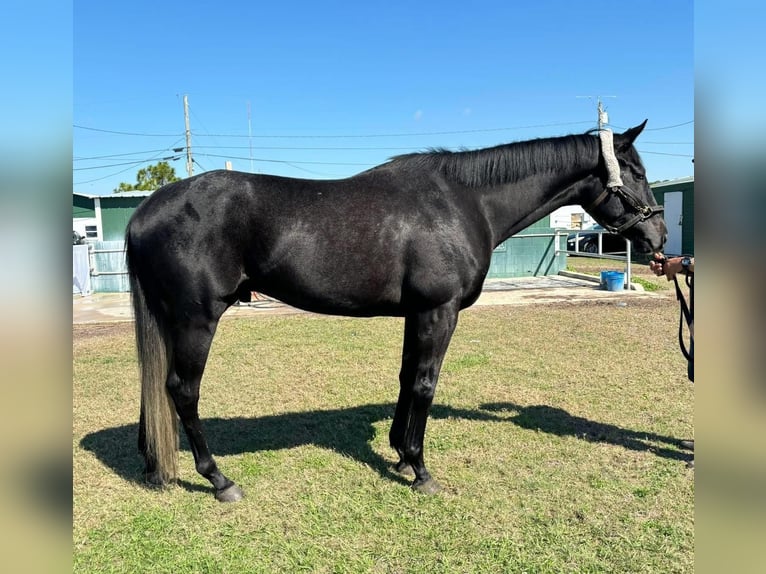 Purosangue inglese Castrone 4 Anni 163 cm Grigio in Fort Worth Texas