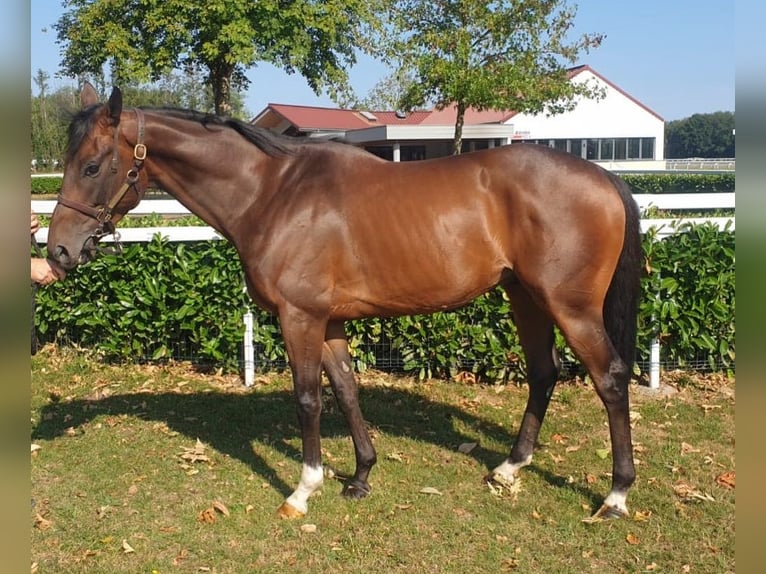 Purosangue inglese Castrone 4 Anni 164 cm Baio in Schweighofen