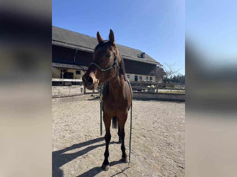 Purosangue inglese Castrone 4 Anni 164 cm Baio in Seeham