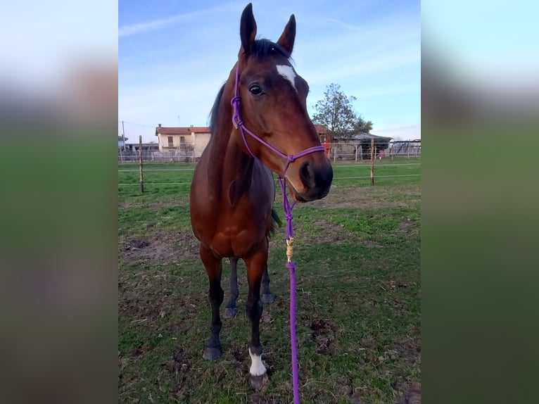 Purosangue inglese Castrone 4 Anni 165 cm Baio in Campiglione fenile