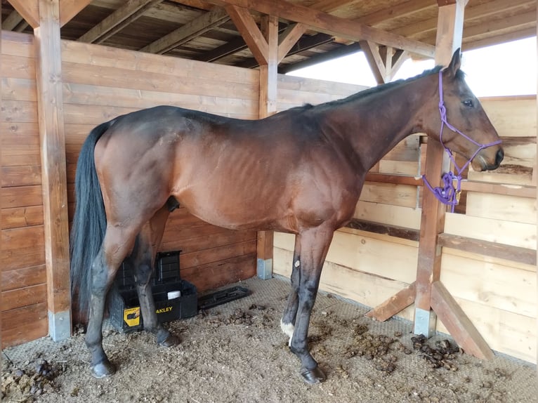 Purosangue inglese Castrone 4 Anni 165 cm Baio in Campiglione fenile