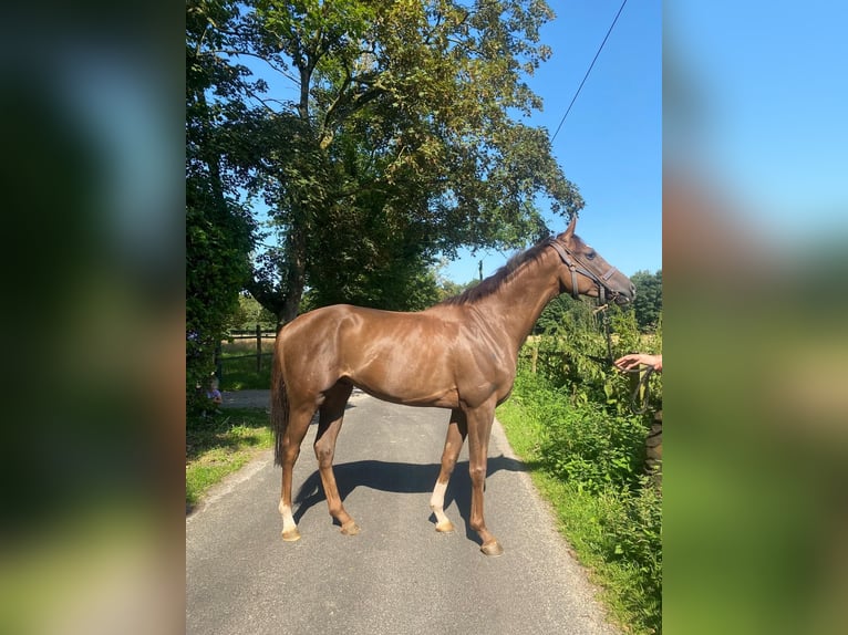 Purosangue inglese Castrone 4 Anni 165 cm Sauro in Alpen