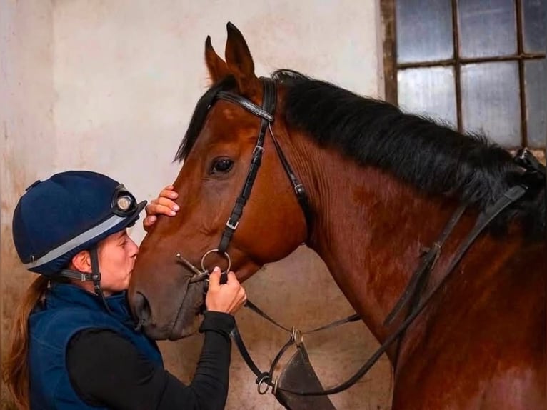 Purosangue inglese Castrone 4 Anni 166 cm Baio ciliegia in Dunakeszi