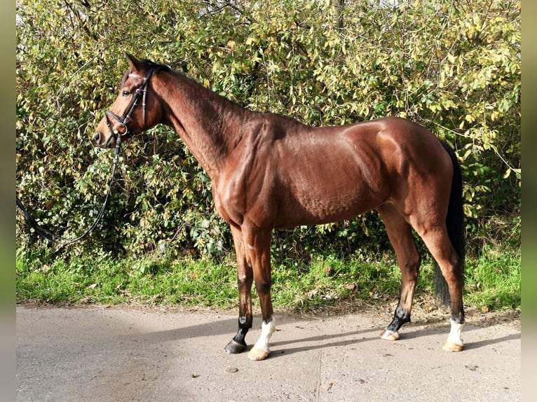 Purosangue inglese Castrone 4 Anni 167 cm Baio in Iffezheim