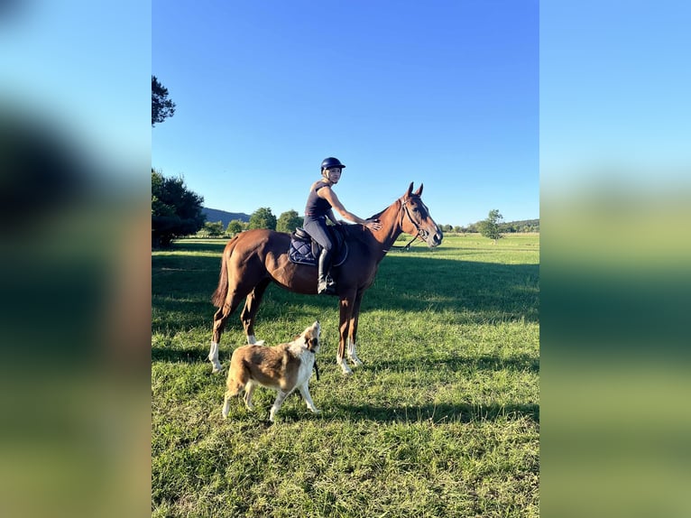 Purosangue inglese Castrone 4 Anni 167 cm Sauro in STAMBACH