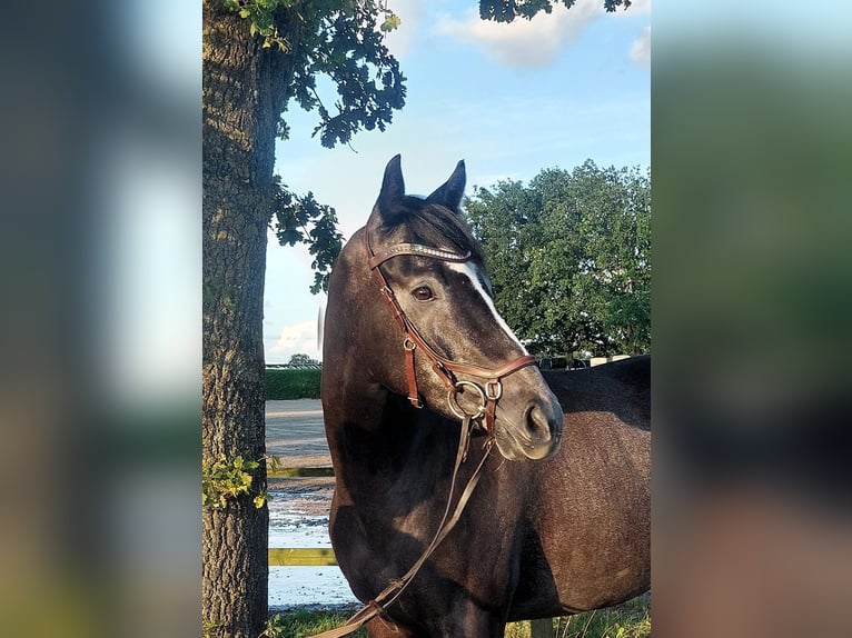 Purosangue inglese Castrone 4 Anni 169 cm Grigio ferro in Kaarst