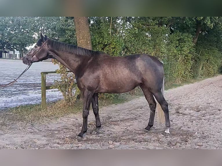 Purosangue inglese Castrone 4 Anni 169 cm Grigio ferro in Kaarst