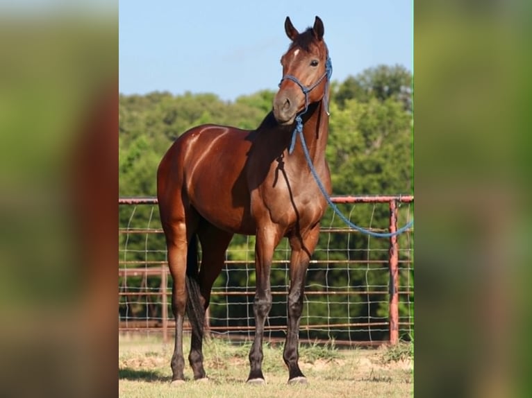 Purosangue inglese Castrone 4 Anni 178 cm Baio ciliegia in Athens