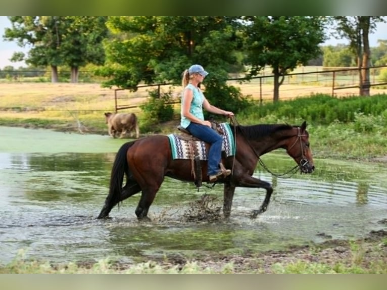Purosangue inglese Castrone 4 Anni 178 cm Baio ciliegia in Athens