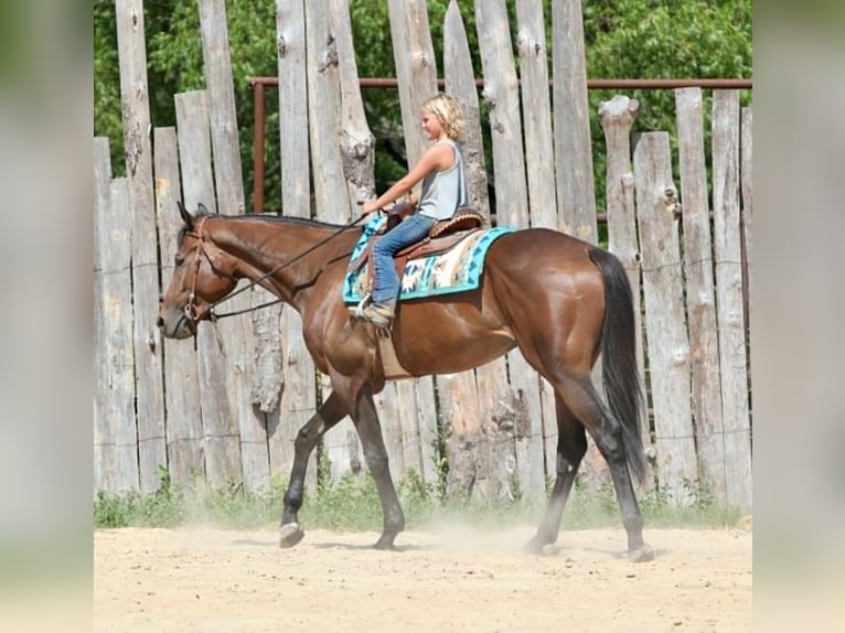 Purosangue inglese Castrone 4 Anni 178 cm Baio ciliegia in Athens
