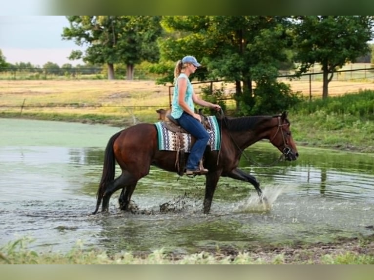 Purosangue inglese Castrone 4 Anni 178 cm Baio ciliegia in Athens