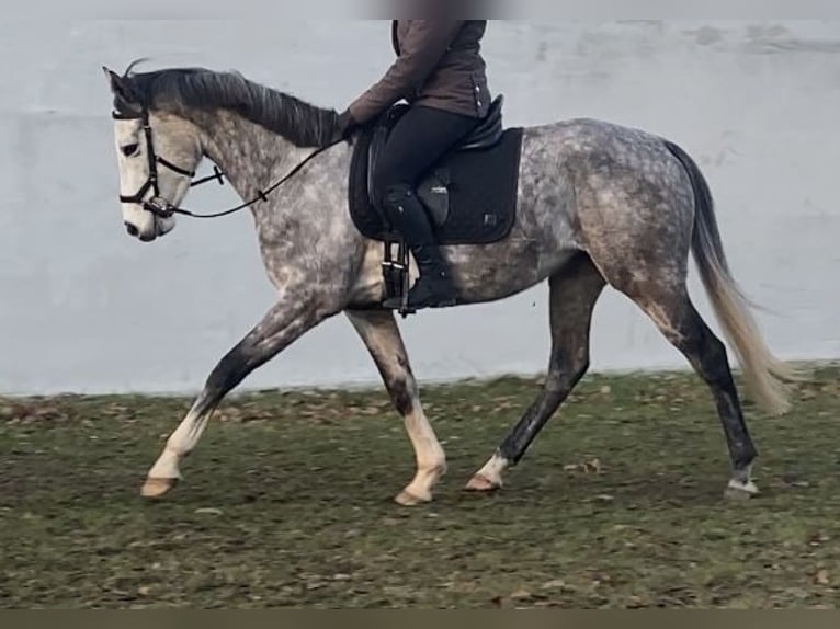Purosangue inglese Castrone 5 Anni 157 cm Grigio pezzato in Klötze
