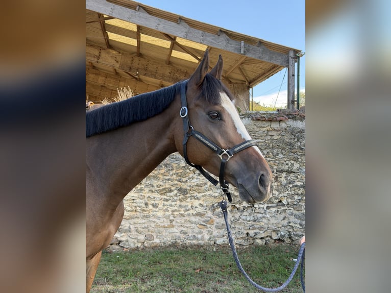 Purosangue inglese Castrone 5 Anni 160 cm Baio in Vigneux-sur-Seine