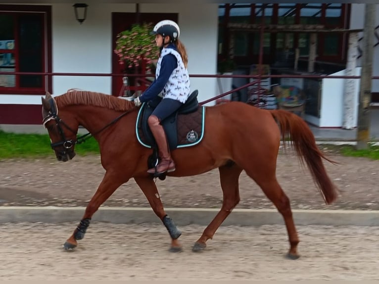 Purosangue inglese Mix Castrone 5 Anni 160 cm Sauro in Weiterstadt