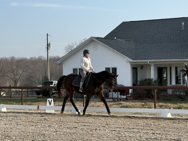 Purosangue inglese Castrone 5 Anni 161 cm Baio scuro in Scottsville, KY