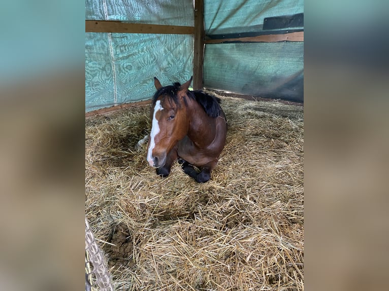 Purosangue inglese Castrone 5 Anni 163 cm Baio in Dillingen/Saar