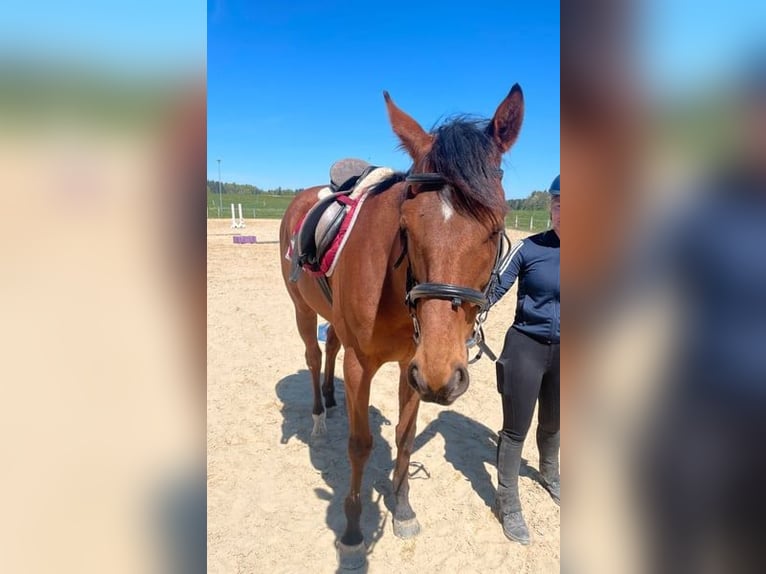 Purosangue inglese Castrone 5 Anni 163 cm Baio in Inglewood