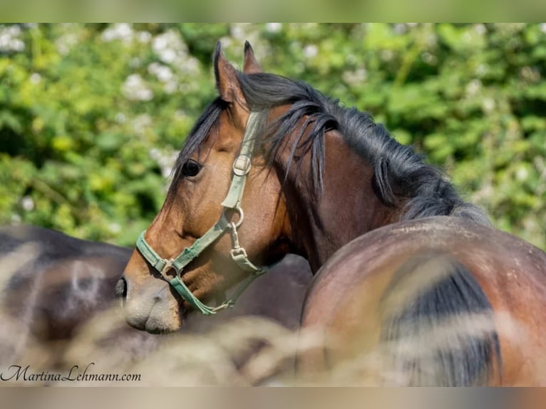 Purosangue inglese Castrone 5 Anni 164 cm Baio in Bremen