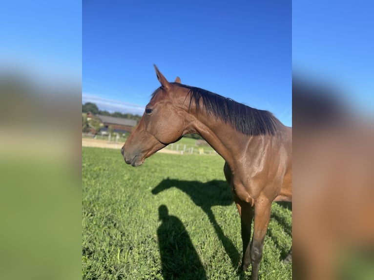 Purosangue inglese Castrone 5 Anni 164 cm Baio in Seeham