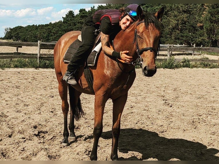 Purosangue inglese Castrone 5 Anni 165 cm Baio in Möser