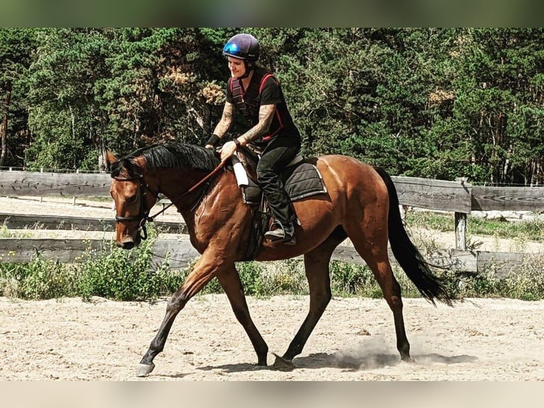 Purosangue inglese Castrone 5 Anni 165 cm Baio in Möser