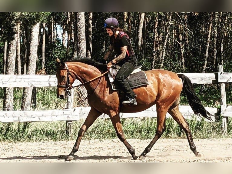 Purosangue inglese Castrone 5 Anni 165 cm Baio in Möser