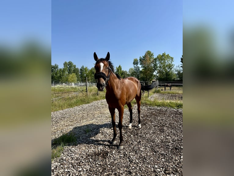 Purosangue inglese Castrone 5 Anni 165 cm Baio in Dielsdorf