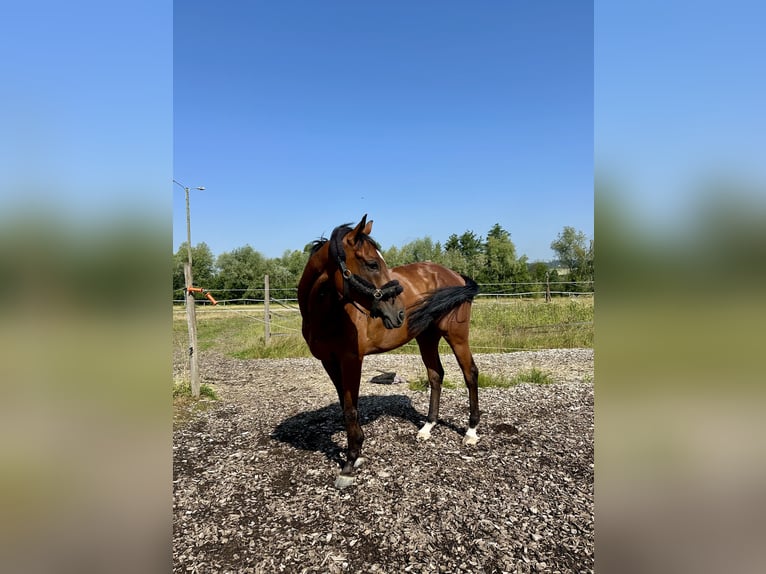 Purosangue inglese Castrone 5 Anni 165 cm Baio in Dielsdorf